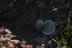 Coryphantha clavata stipitata