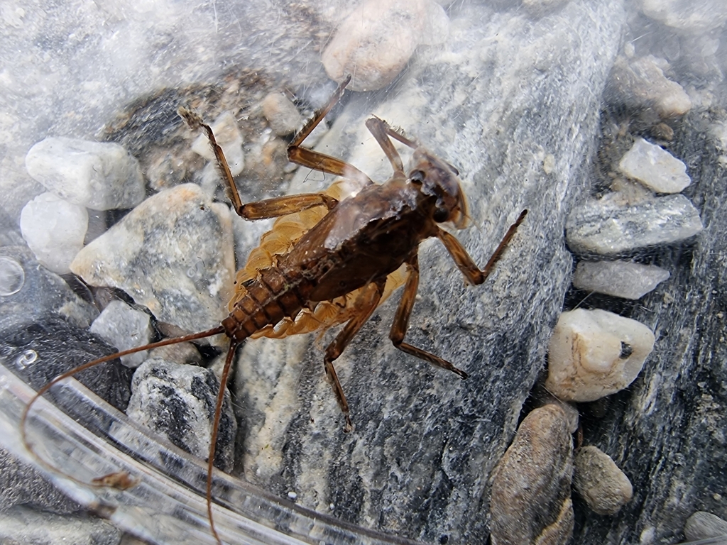Epeorus alpicola