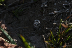 Coryphantha clavata stipitata