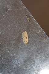 Agonopterix yeatiana