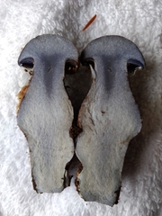 Cortinarius cyanites