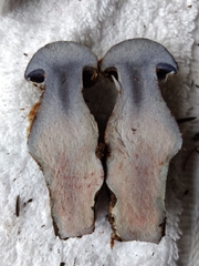 Cortinarius cyanites