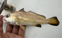 Belanger's Croaker photo 1