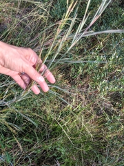 Helianthus heterophyllus