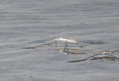 Aquarius adelaidis