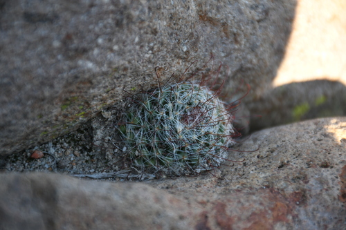 Mammillaria bocasana