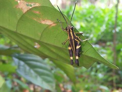 Traulia azureipennis