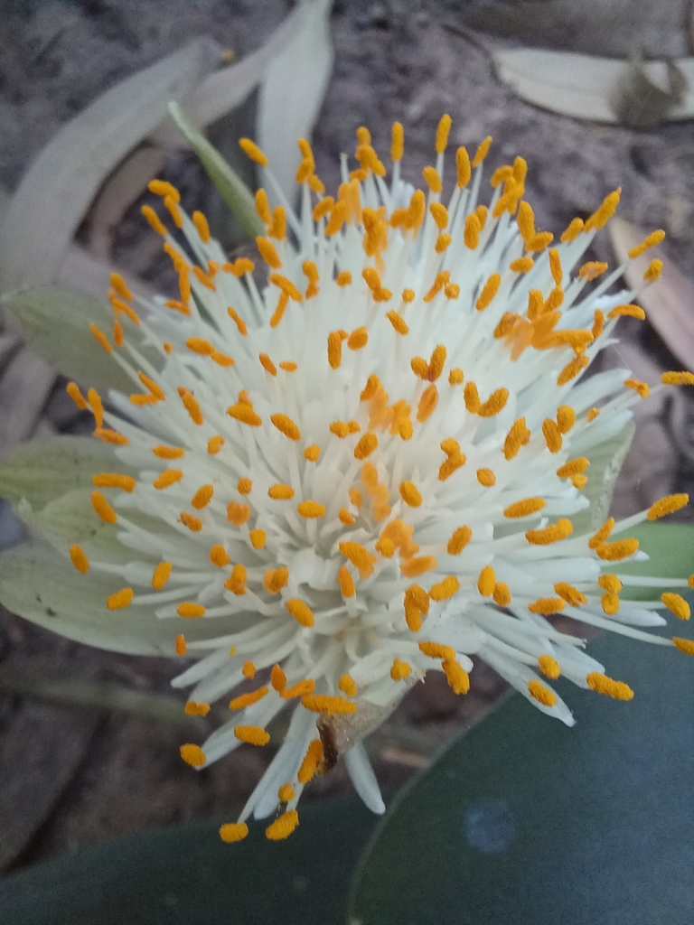 Haemanthus albiflos, Umbogintwini, eManzimtoti, 4120, South Africa