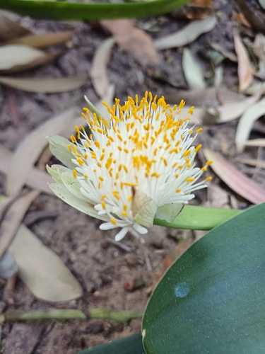 Haemanthus albiflos
