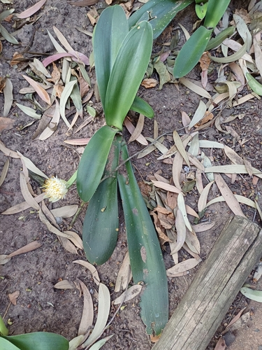 Haemanthus albiflos
