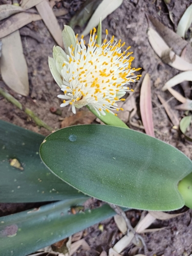 Haemanthus albiflos