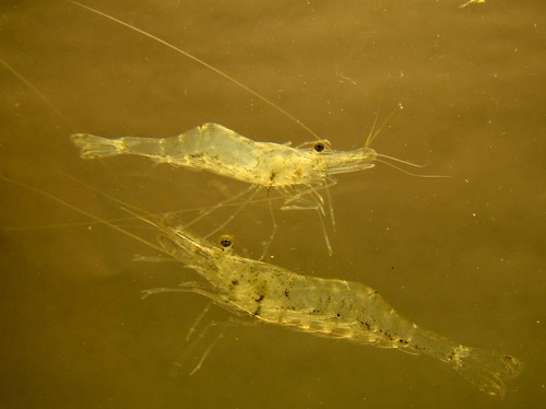 How to identify Palaemon kadiakensis (M.J.Rathbun, 1902)