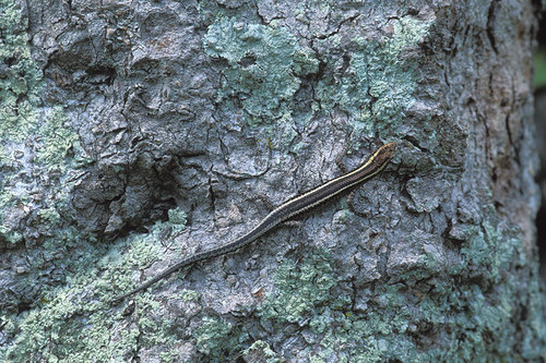 Elegant Snake-eyed Skink