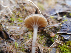 Arrhenia obscurata