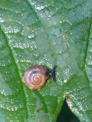 Oxychilus navarricus