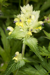 Rhinanthus freynii