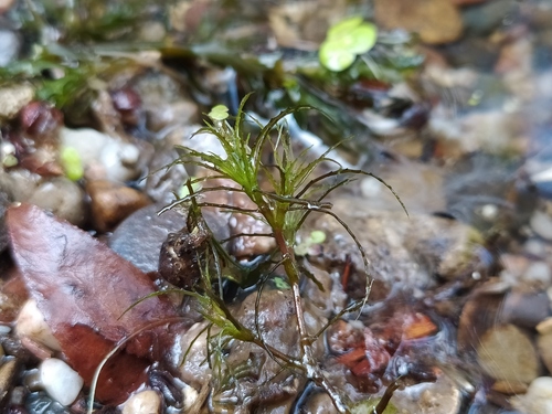 Brittle naiad (Najas minor)