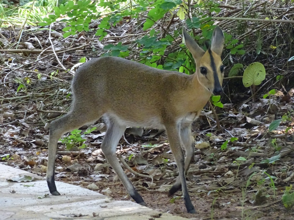 Sylvicapra grimmia campbelliae, MDT Natitingou, Benin, by ONG OeBenin
