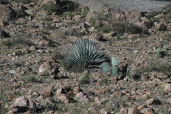 Dasylirion parryanum