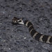 Stephens' Banded Snake - Photo (c) John Sullivan, some rights reserved (CC BY-NC), uploaded by John Sullivan