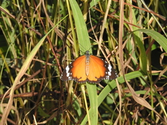 Danaus chrysippus