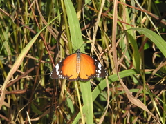 Danaus chrysippus