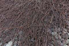 Muehlenbeckia ephedroides