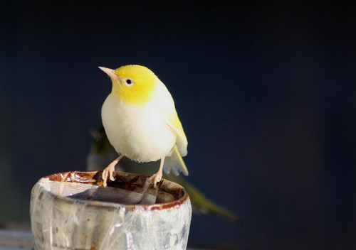 Silvereye, Frankton, Queenstown, New Zealand, photo 6 of 10