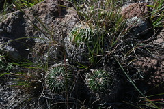 Echinofossulocactus phyllacanthus