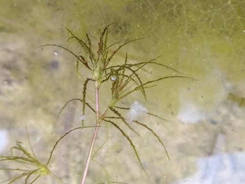 Brittle naiad (Najas minor)