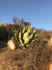 Agave shawii shawii