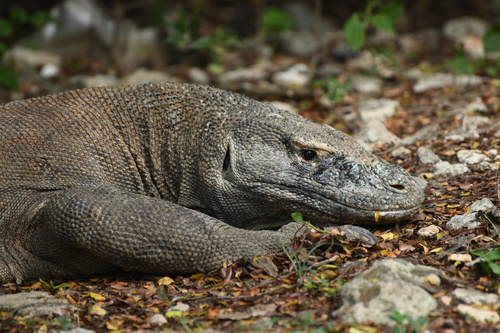 Komodo Dragon — seen at this dive site