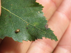 Cryptocephalus pusillus