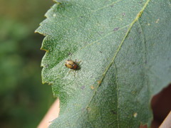 Cryptocephalus pusillus