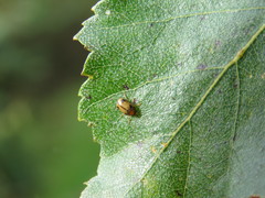 Cryptocephalus pusillus