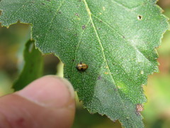 Cryptocephalus pusillus