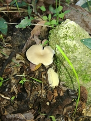 Singerocybe phaeophthalma