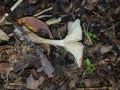 Singerocybe phaeophthalma