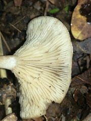 Singerocybe phaeophthalma