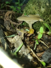 Singerocybe phaeophthalma