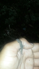 Sphaerodactylus difficilis