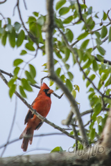 Cardinalis cardinalis saturatus
