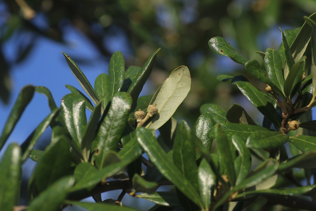 Quercus geminata × virginiana