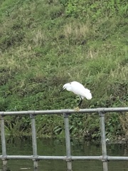 Egretta garzetta