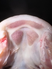 Veined Catfish photo 4