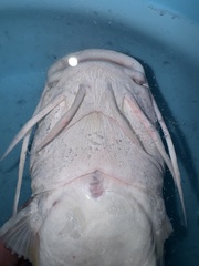 Veined Catfish photo 3