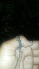 Sphaerodactylus difficilis