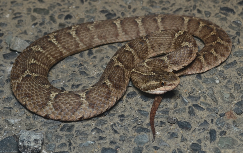 Tsushima Island Pitviper