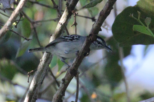 Todd's Antwren