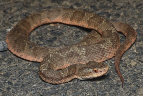Photo of a Tsushima Island Pitviper (Gloydius tsushimaensis)
